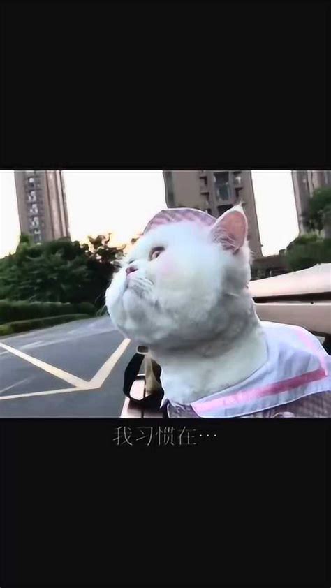 球球是只猫图片