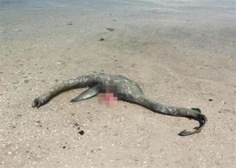 菲律宾海岸现不明巨型海洋生物尸体（图）_奇象网