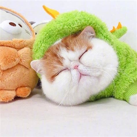2022猫咪头像非主流