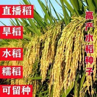 抗倒伏高产水稻品种-农百科