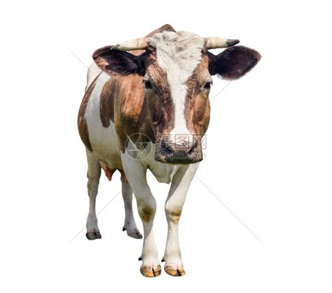 农村养一头牛的成本是多少，你知道吗？