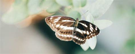 蝴蝶辨别食物味道用身体哪个部位 蝴蝶的介绍_知秀网