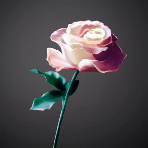 一朵玫瑰花|插画|创作习作|拾陆月 - 原创作品 - 站酷 (ZCOOL)