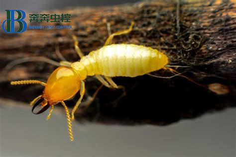 怎么灭白蚁，白蚁的危害有多严重？-上海帮庭环境科技有限公司
