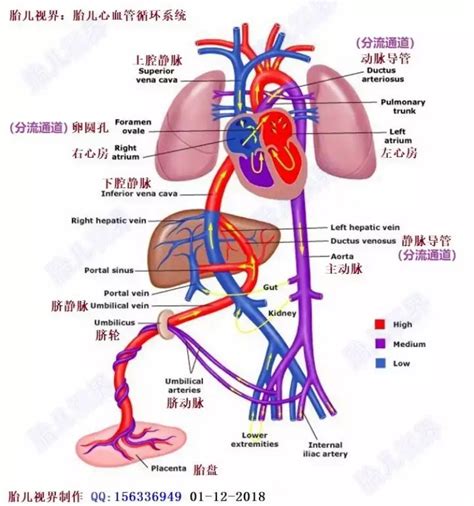 体循环和肺循环示意图，临床助理医师必考重点！