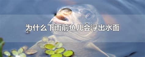 水中鱼儿 跃起吃花 - 梧州零距离网