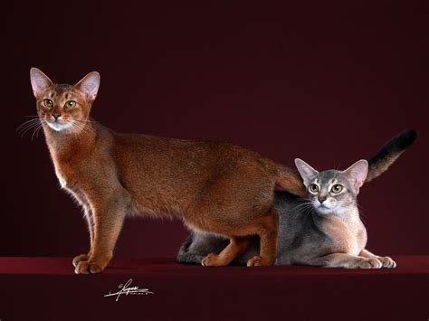 阿比西尼亚蓝猫的红蓝阿比客猫舍简介 阿比西尼亚猫猫舍_五克生活网