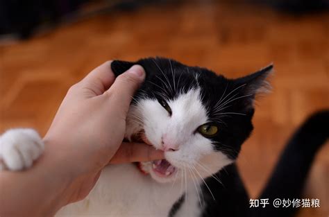 上海虐猫女_上海虐猫女完整视频_淘宝助理