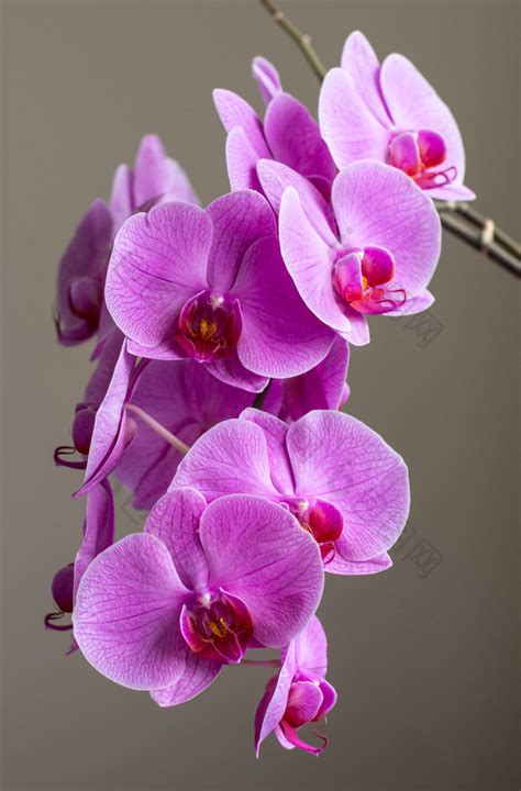杨兰花图片