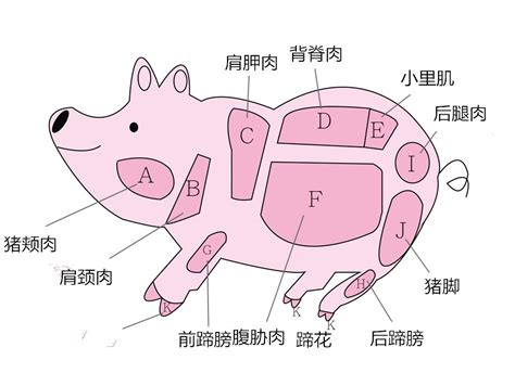 猪部位分解图图片