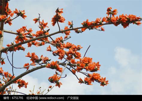 梅城的异化木棉树开花也漂亮 - 户外旅游 梅州时空