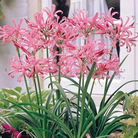 娜丽花(Nerinesarniensis)~图片