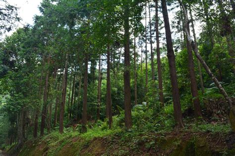 始兴县：国营刘张家山林场实现林业生态效益价值化_韶关发布