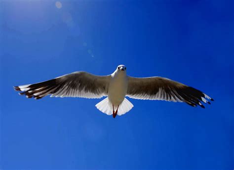 【展翅飞翔摄影图片】澳大利亚风光摄影_快乐每一天_太平洋电脑网摄影部落