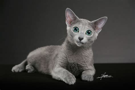 俄罗斯蓝猫AMYWORKS,拍摄于陕西西安|摄影|动物|AMYWORKS赛猫摄影 - 原创作品 - 站酷 (ZCOOL)