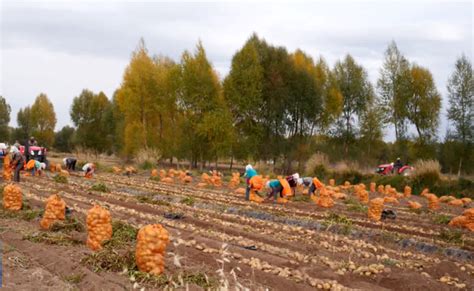 甘肃张掖：玉米种子企业确保农民用种安全-人民图片网
