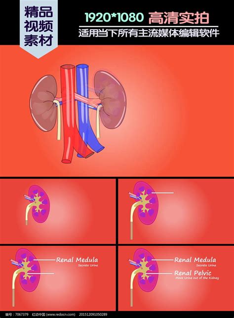 肾和肾上腺内部特征动脉插画插画图片下载-正版图片401789601-摄图网