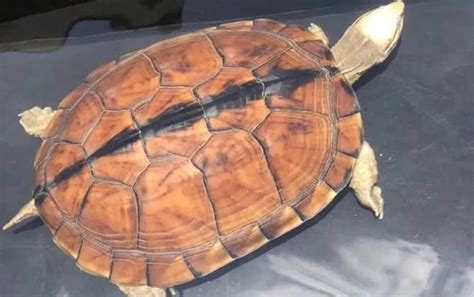 黄金巴西龟 活体宠物招财龟一对 网红观赏小乌龟包邮送龟粮好养活-淘宝网