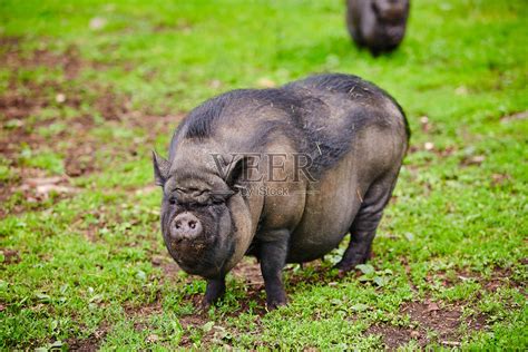 越南大肚猪在鲜绿的草坪上吃草。自然栽培的概念照片摄影图片_ID:377981446-Veer图库