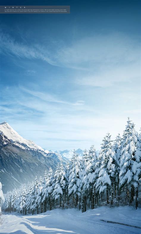冬季雪景松林背景海报设计psd素材 – 设计小咖