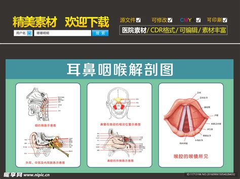 耳鼻喉科解剖图设计图__广告设计_广告设计_设计图库_昵图网nipic.com
