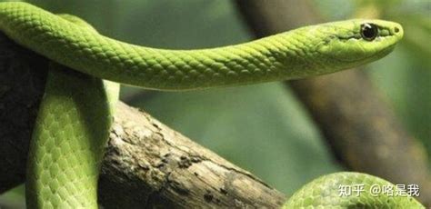 蛇最怕什么植物_三思经验网