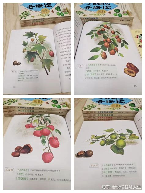 神奇的中草药：每个孩子都能读懂的中医文化 - 知乎