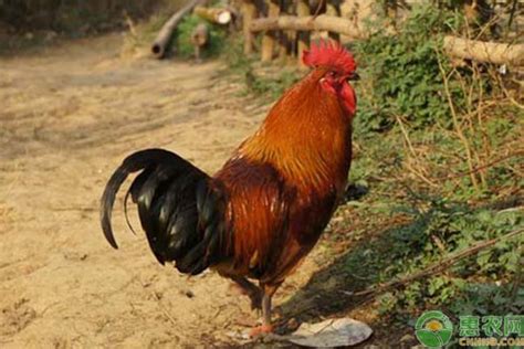 湖南最好的地方鸡品种 - 惠农网