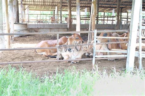 凯富特标准养殖牛羊大棚建设 光伏养殖牛棚图片
