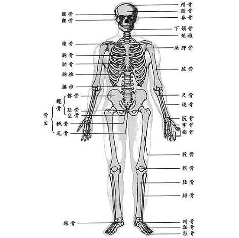 矢量图人体骨骼图片素材免费下载 - 觅知网