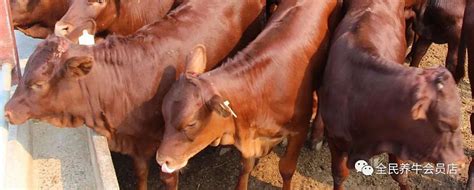 【中畜协（牛）发布】2021年我国肉牛产业发展回顾与2022年展望_行情分析_市场分析_河南畜牧兽医信息网