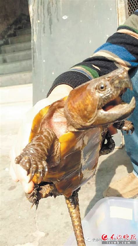 广西防城港民警查获68只国家二级保护动物鹰嘴龟
