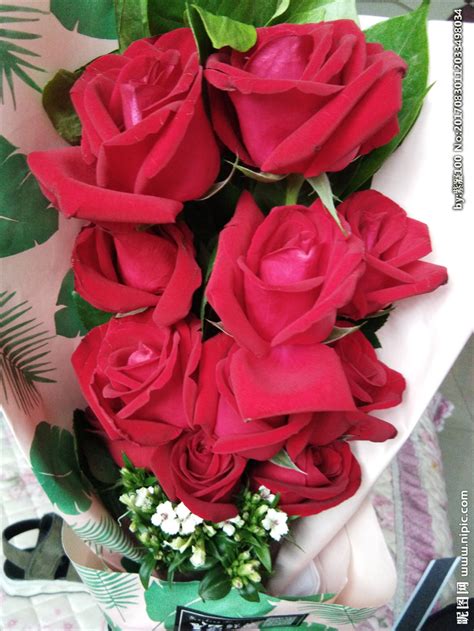 紫色的玫瑰花图片-黑色背景下的紫色的玫瑰花素材-高清图片-摄影照片-寻图免费打包下载