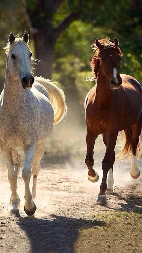 马匹最重感情 人类真心相待才能让马儿勇往直前_手机新浪网