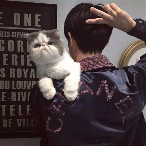 宠物男头男头酷图片