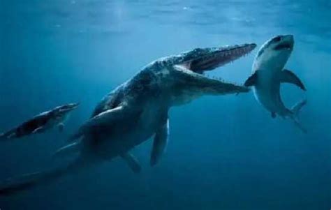 巨齿鲨VS梅尔维尔鲸,到底谁才是史前海洋霸主-(巨齿鲨的天敌Vs梅尔维尔鲸)-海诗网