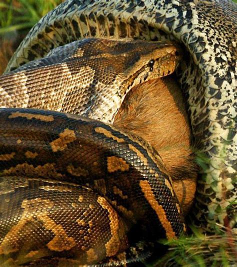 世界上最大的蛇：亚马逊森蚺，重达225公斤以上-小狼观天下