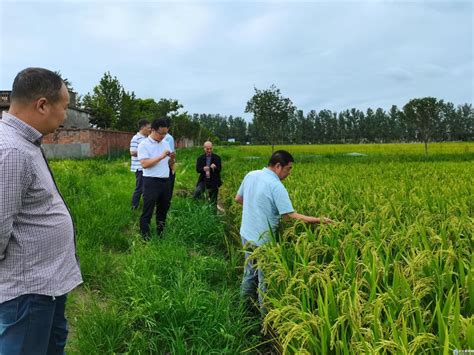 中国科技网：向机械化迈进，这些水稻种植技术在杭州集中亮相_中国水稻研究所