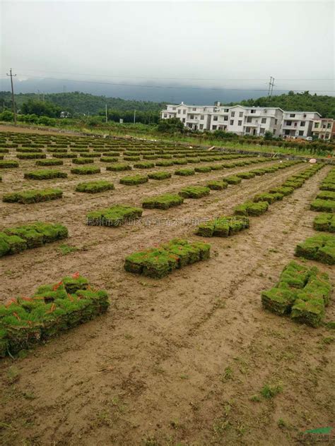 河南草皮基地_河南草皮基地,供应,农_安徽昊乐草坪基地