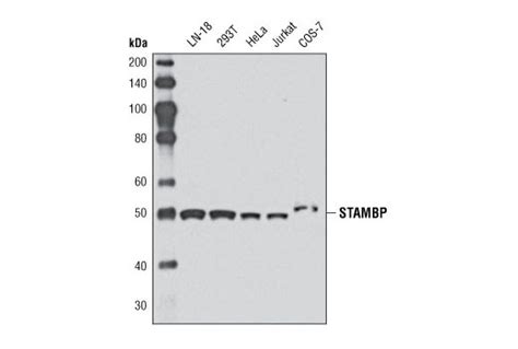 STAMBP Antibody | Cell Signaling Technology