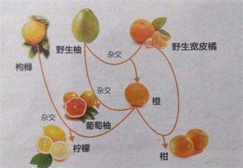 桔子橙子柑子柚子的区别-农百科