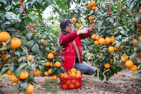 浙江长兴：“红美人”柑橘上市-人民图片网