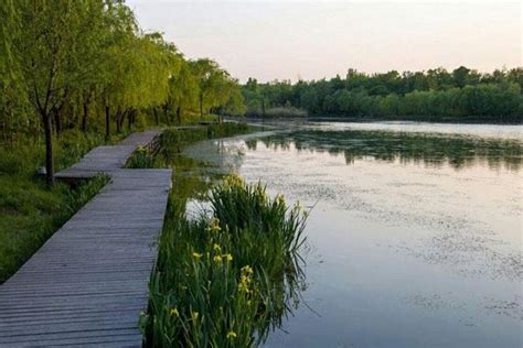 湿地的水生植物你了解多少？ _www.isenlin.cn