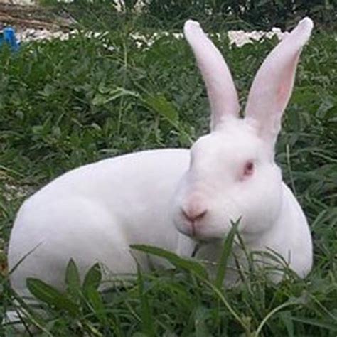 回收新西兰兔肉兔 新西兰兔价格 新西兰兔养殖基地|价格|厂家|多少钱-全球塑胶网
