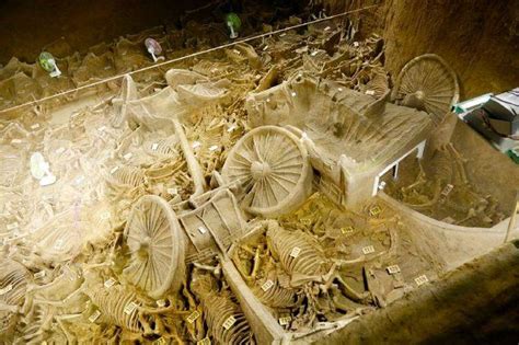 农田里现2000年前陪葬坑 发掘出122匹马尸骨 _财经_凤凰网