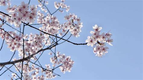 樱花 日本樱花 气味 开花 观赏樱花 春天 粉红色 盛开图片免费下载 - 觅知网