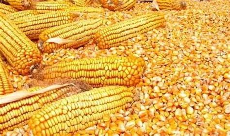 2019年玉米产需缺口扩大到3331万吨！玉米价格能涨起来吗？_农机通讯社