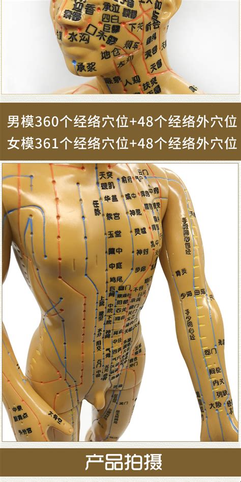 人体针灸模型十二经络 穴位中医全身铜人模特图 可扎针练习小皮人-阿里巴巴