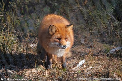 野生狐狸的照片高清图片下载-正版图片504676347-摄图网