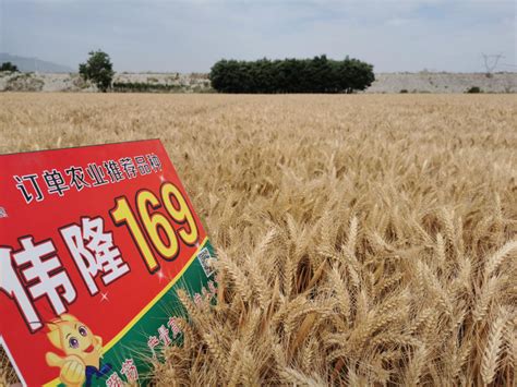 陕西省种业集团 - 小麦 - 伟隆169